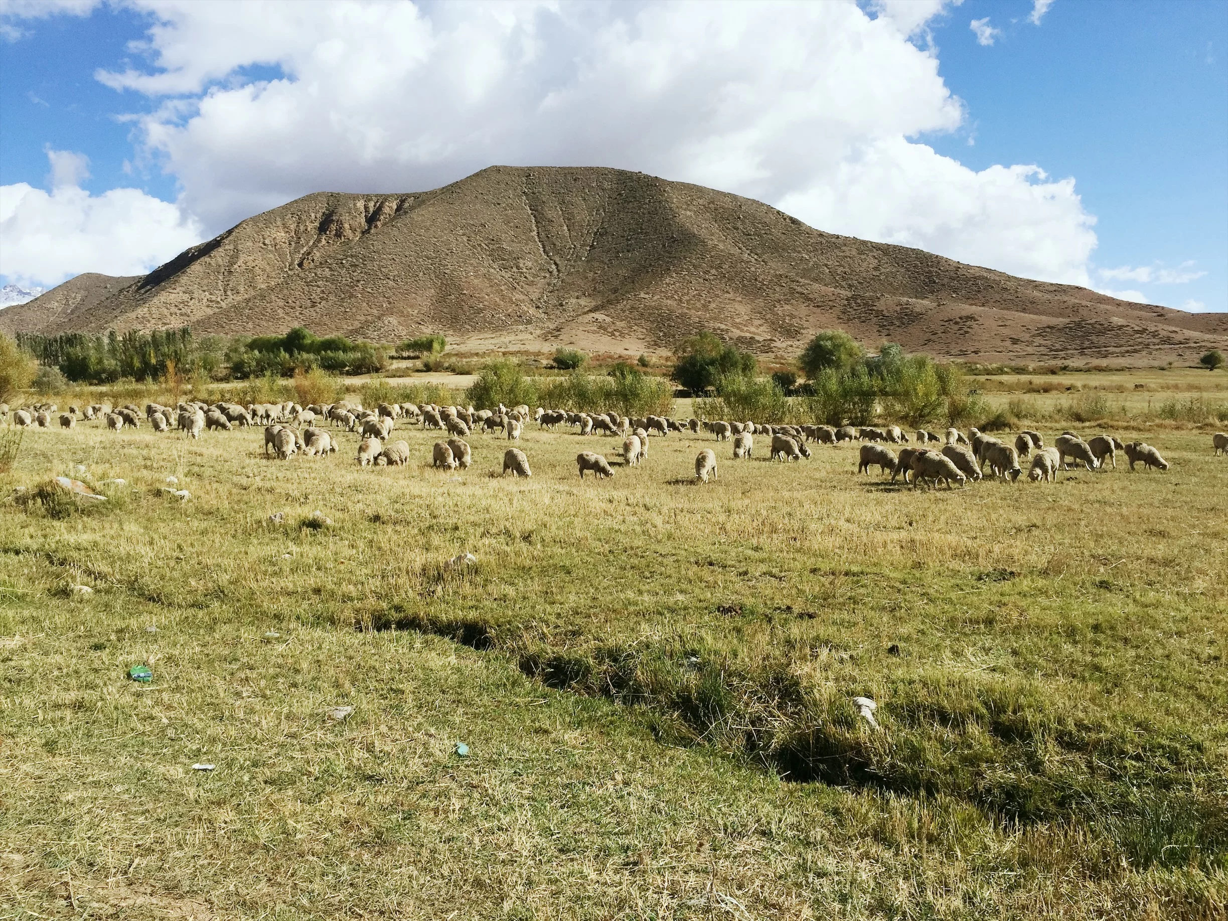 Овцы в предгорьях Иссык-Куля